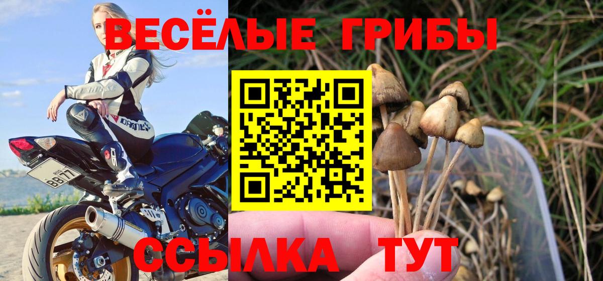 Урус-Мартан  Галлюциногенные грибы Psilocybine cubensis  Вход с VPN 